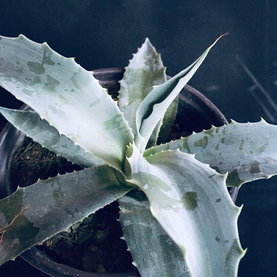 【稀少】アガベ オバティフォリア フロスティーブルー TC株