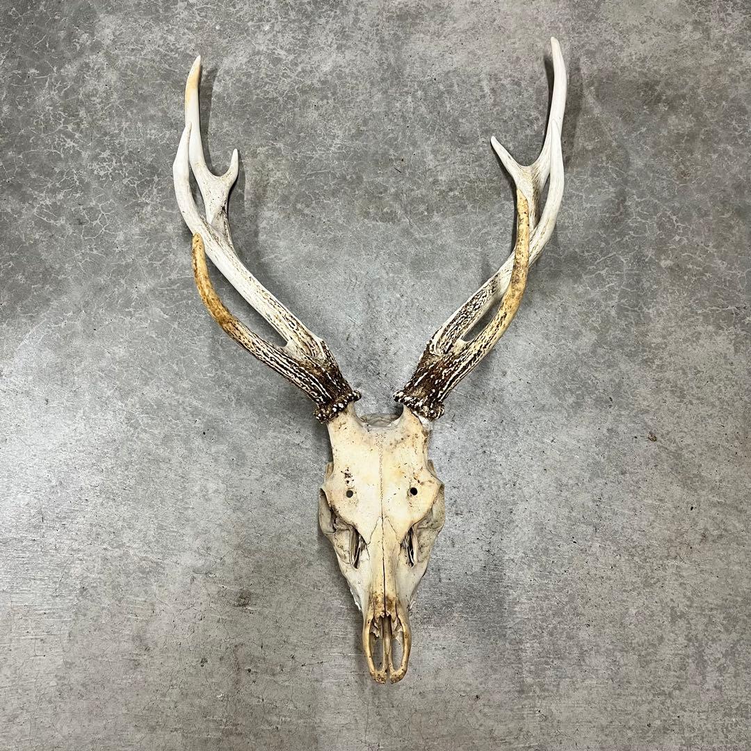 エゾシカの角、頭骨