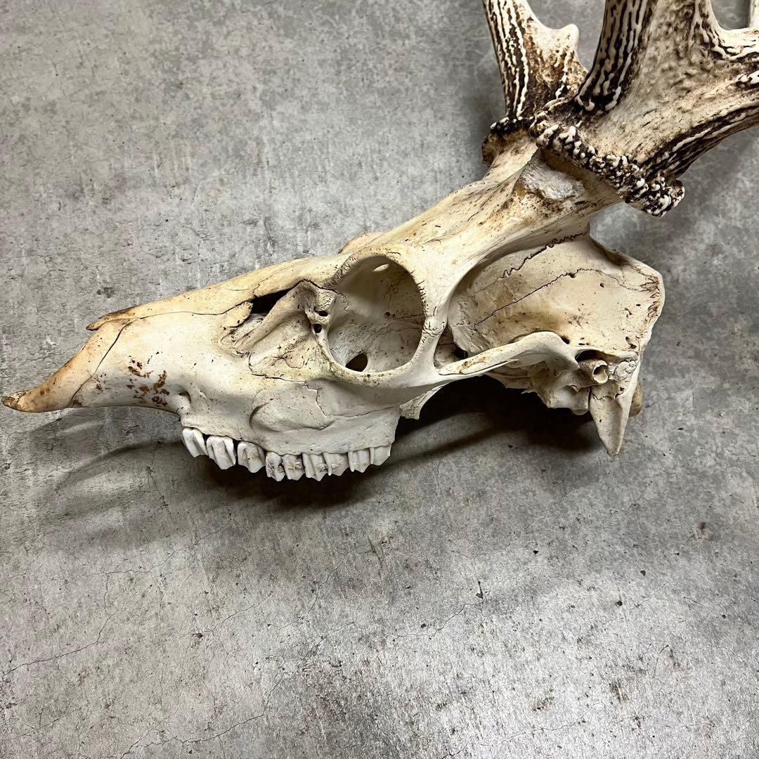 エゾシカの角、頭骨