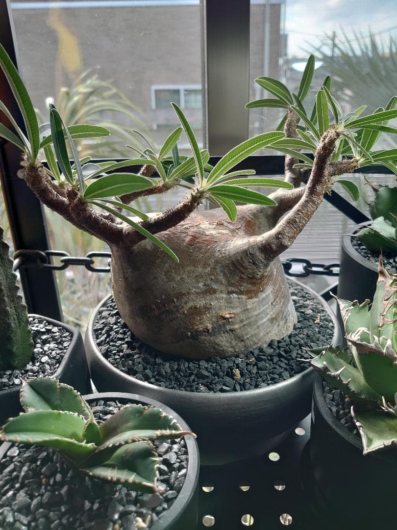 【塊根植物】パキポディウム グラキリス