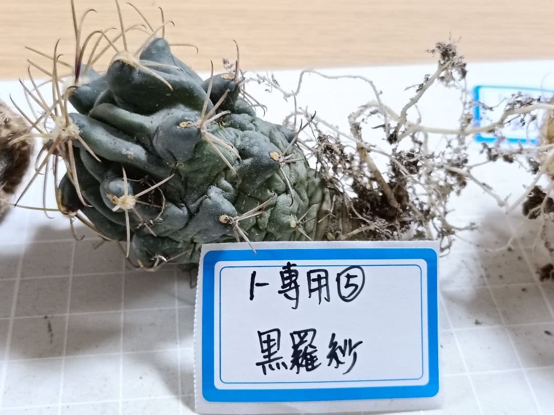 1-Genちゃん商品　花サボテン