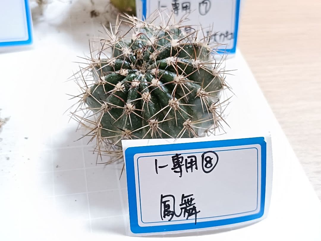 1-Genちゃん商品　花サボテン