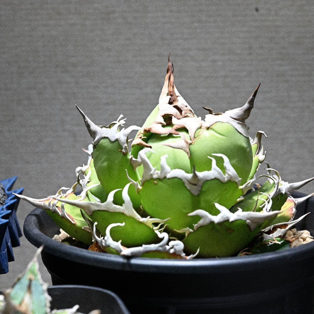 アガベ チタノタ シーザー 発根済 5号鉢 子株付き 強棘 美株
