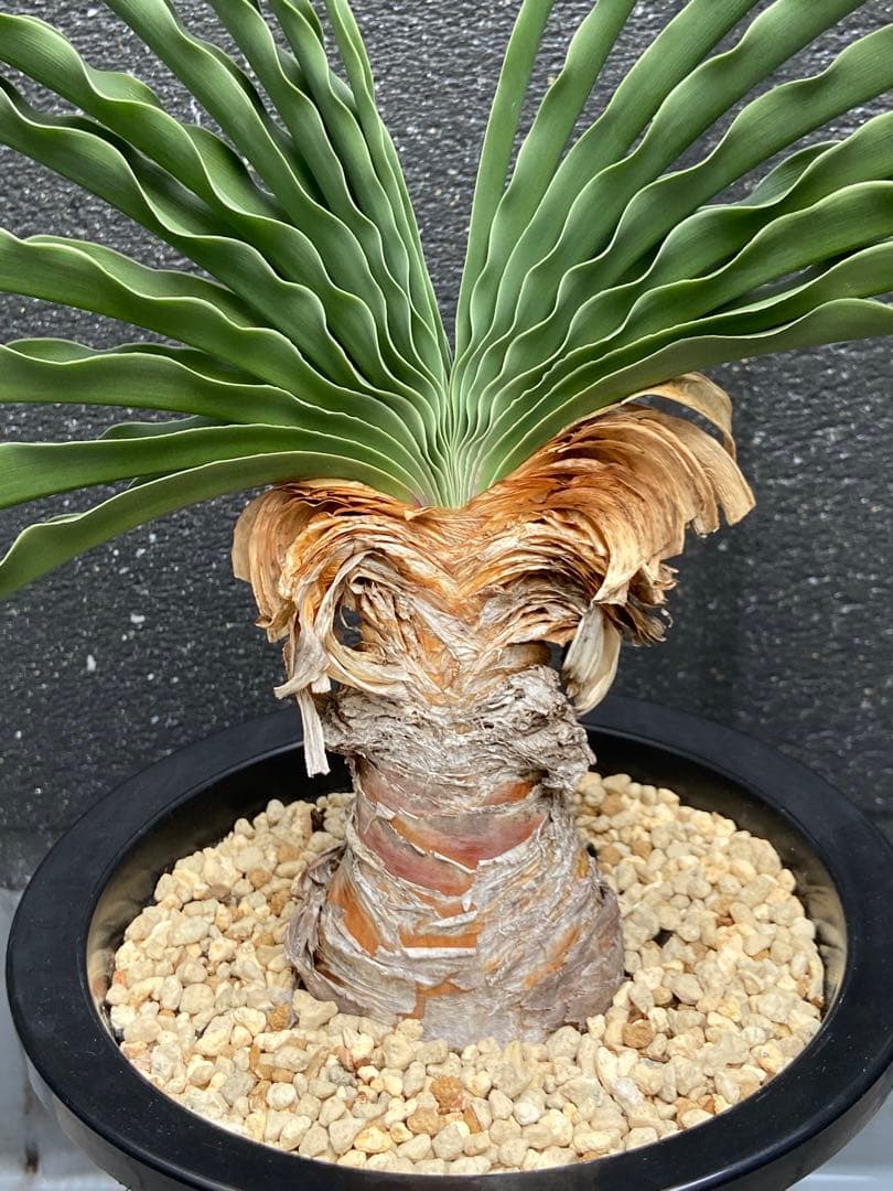 ブーファン　ディスティカ　（ディスティチャ）、鉢のまま発送