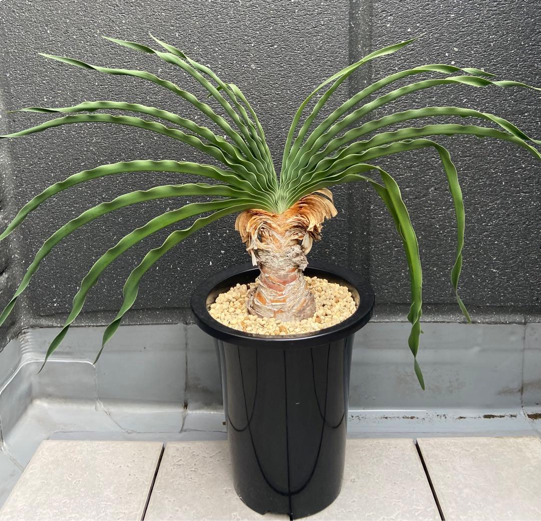 ブーファン　ディスティカ　（ディスティチャ）、鉢のまま発送