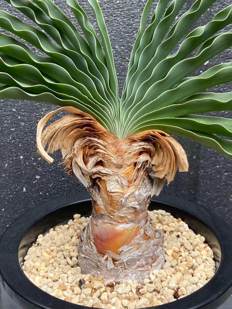 ブーファン　ディスティカ　（ディスティチャ）、鉢のまま発送