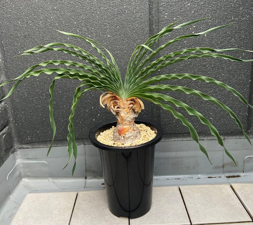 ブーファン　ディスティカ　（ディスティチャ）、鉢のまま発送