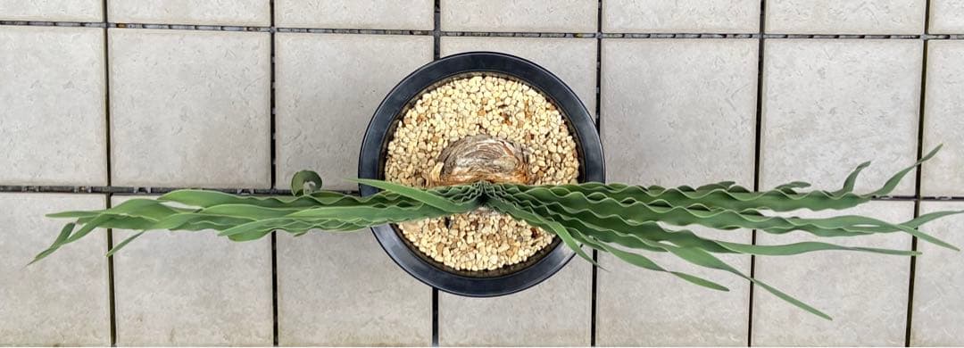 ブーファン　ディスティカ　（ディスティチャ）、鉢のまま発送