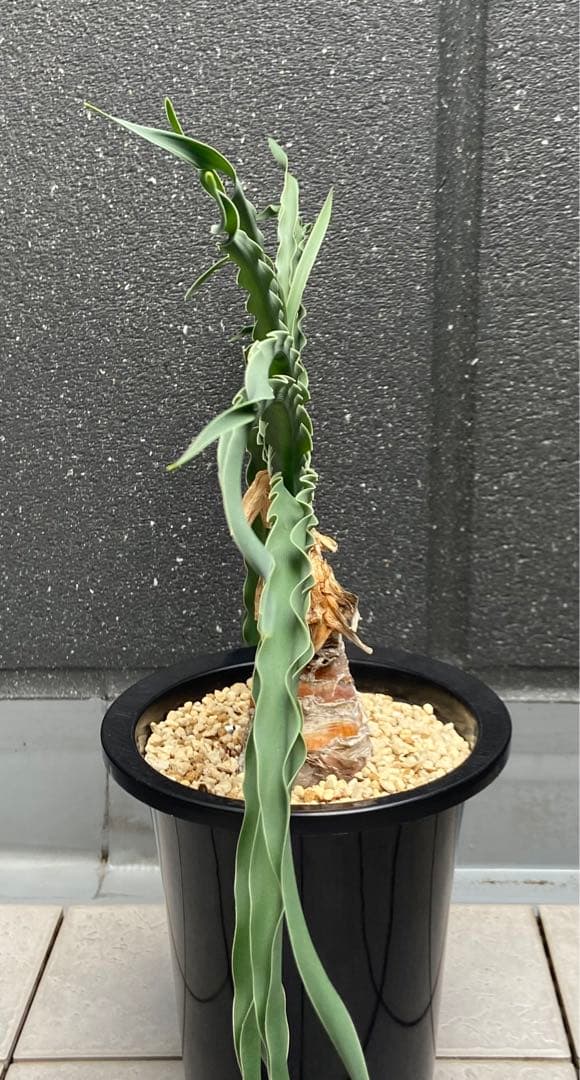 ブーファン　ディスティカ　（ディスティチャ）、鉢のまま発送