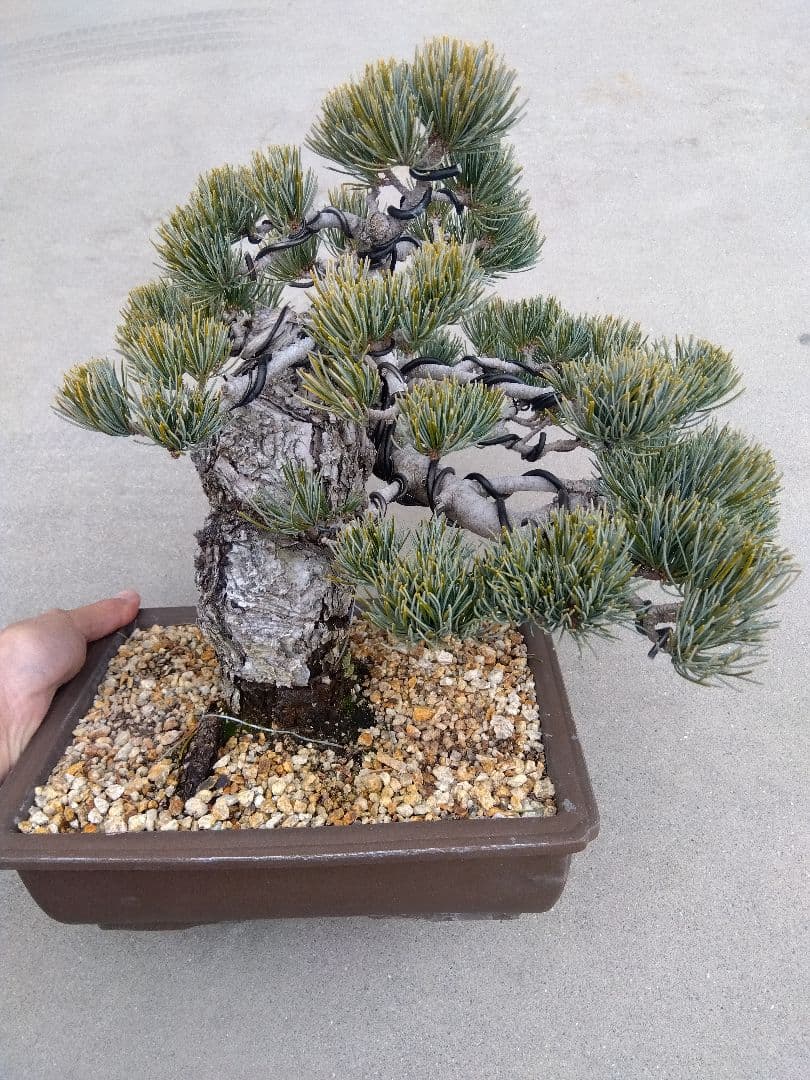 五葉松　盆栽　極太❗良樹形❗8号陶器鉢つき　ゆ