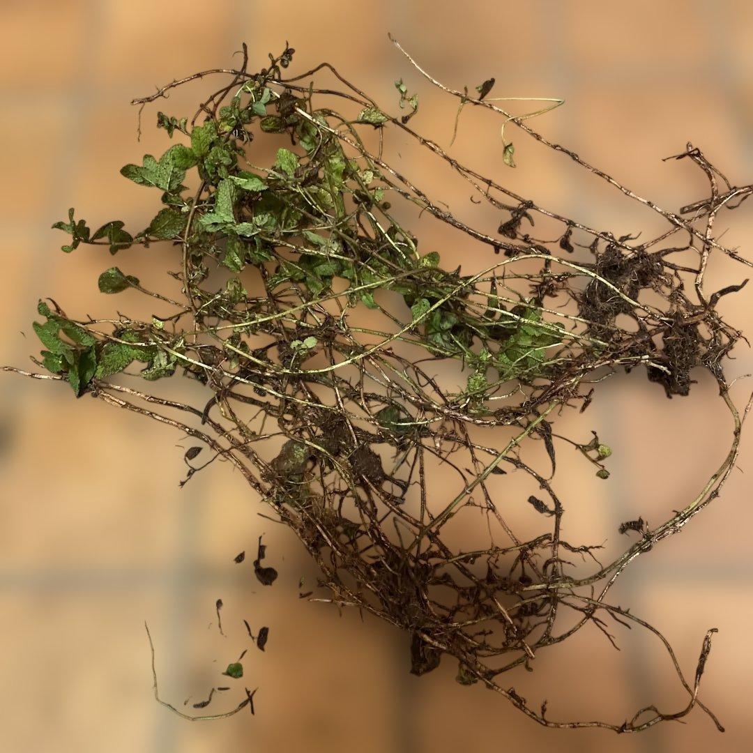 おささん様ご確認用