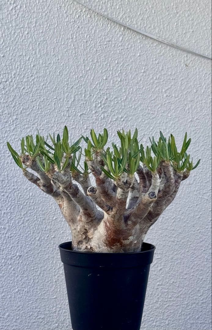 パキポディウム イノピナツム　発根済み　大きめ