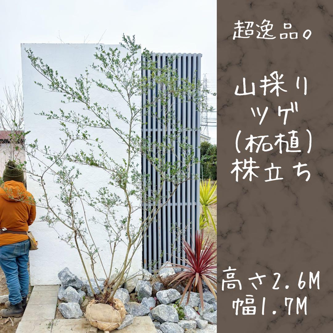 超逸品。山採りツゲ(柘植)株立ち2.6M(鉢底から)