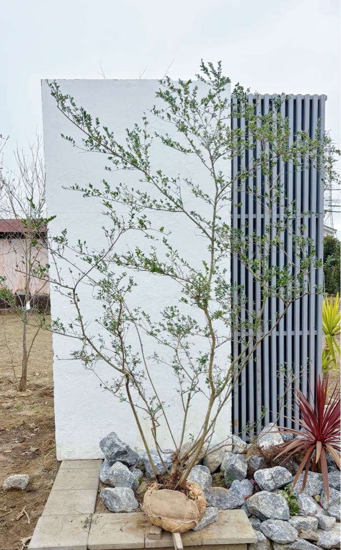 超逸品。山採りツゲ(柘植)株立ち2.6M(鉢底から)