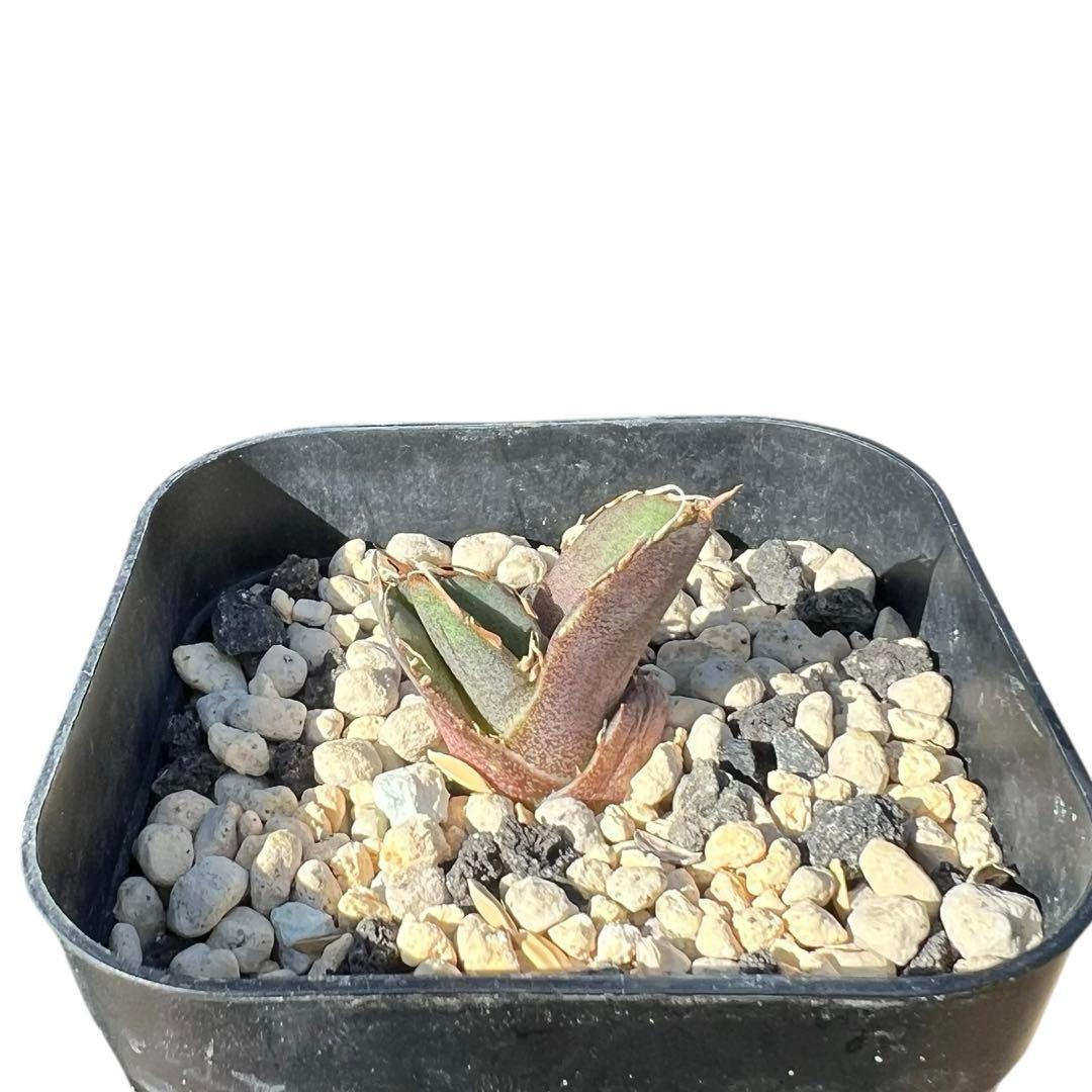 毒蛇　発根済み　子株