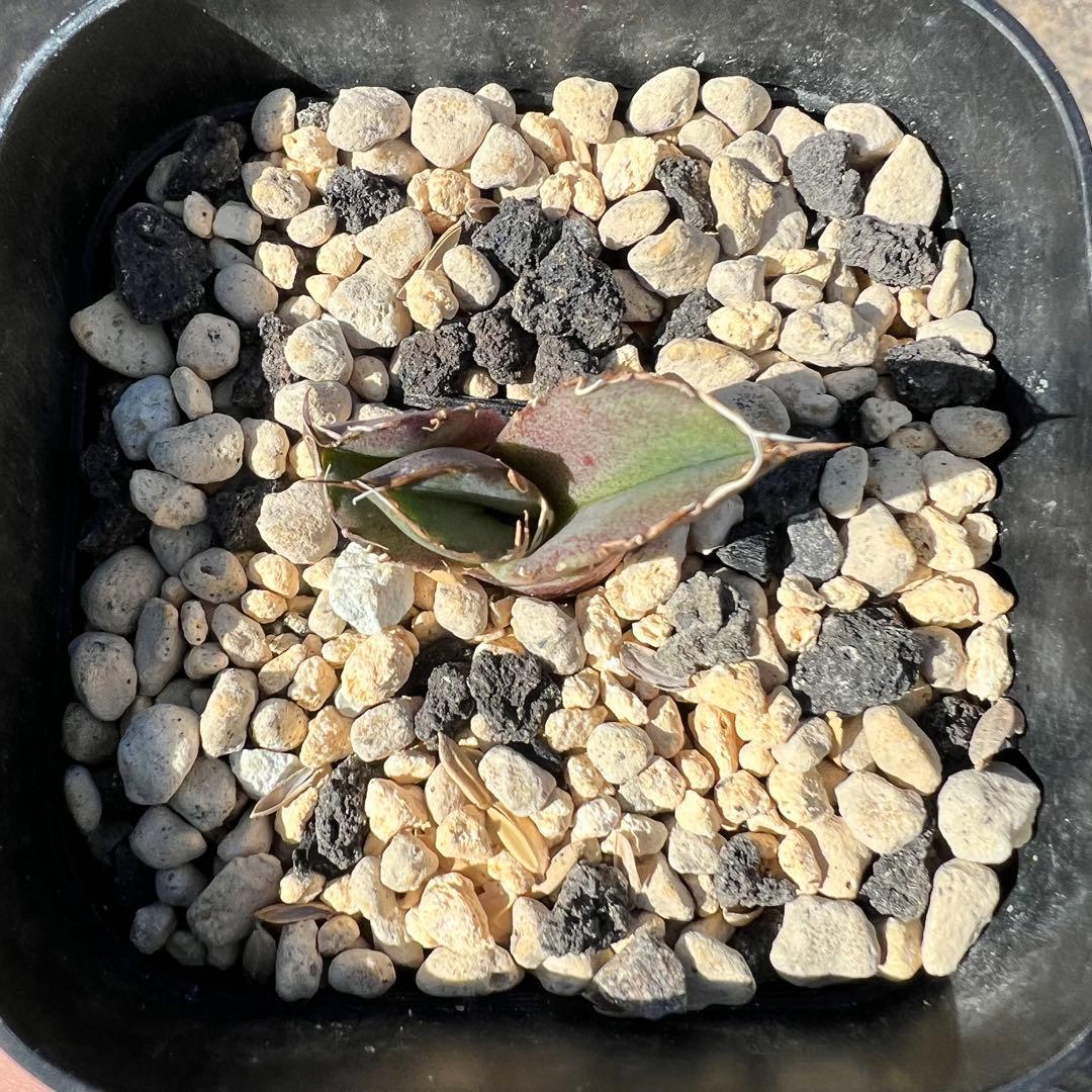 毒蛇　発根済み　子株