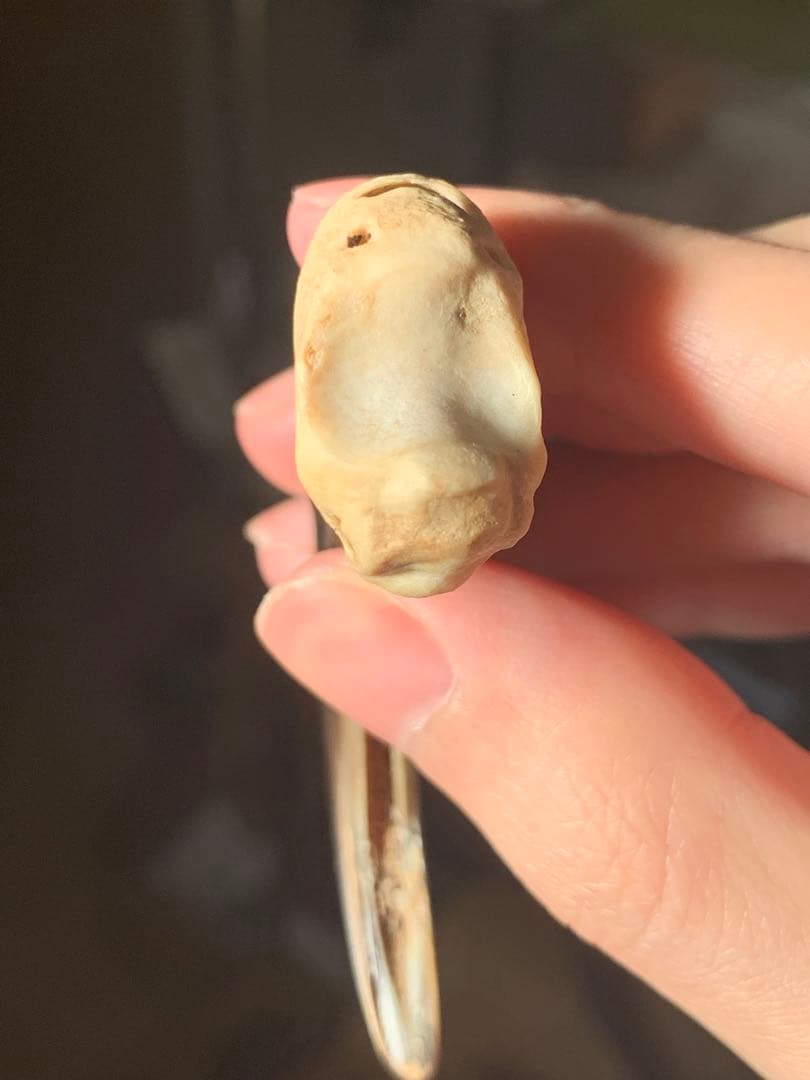 巨大　ヒグマの爪　北海道　アイヌ　根付　骨格標本　お守り　魔除け　開運　金運