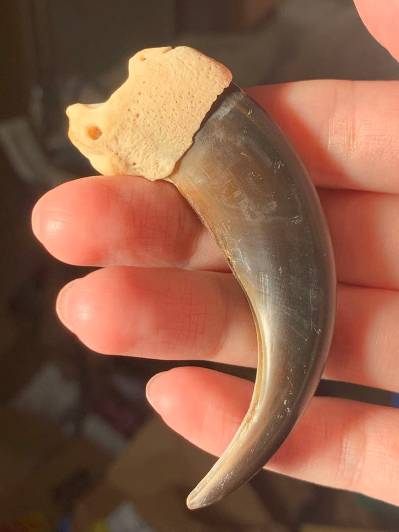 巨大　ヒグマの爪　北海道　アイヌ　根付　骨格標本　お守り　魔除け　開運　金運