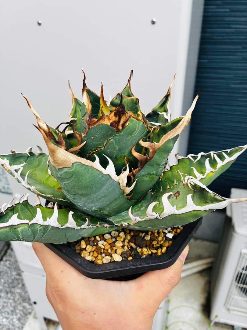 AGAVE A.TITANOTA EU GODZILLA 胴切りの天