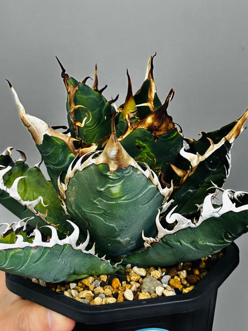 AGAVE A.TITANOTA EU GODZILLA 胴切りの天