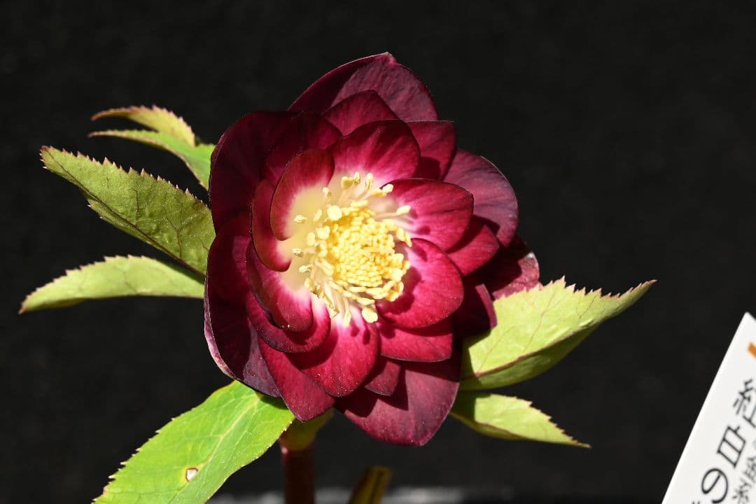 クリスマスローズ　認定紅白の輝き　最新花　加藤農園