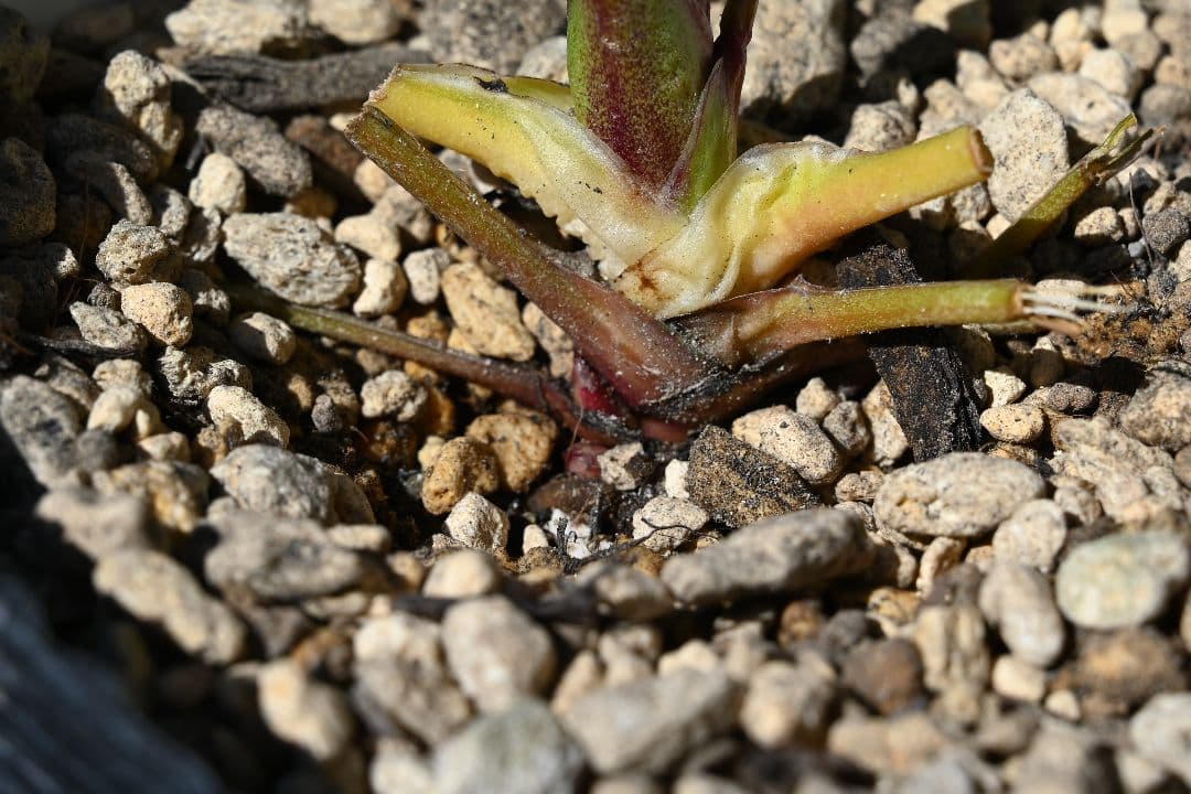 クリスマスローズ　認定紅白の輝き　最新花　加藤農園