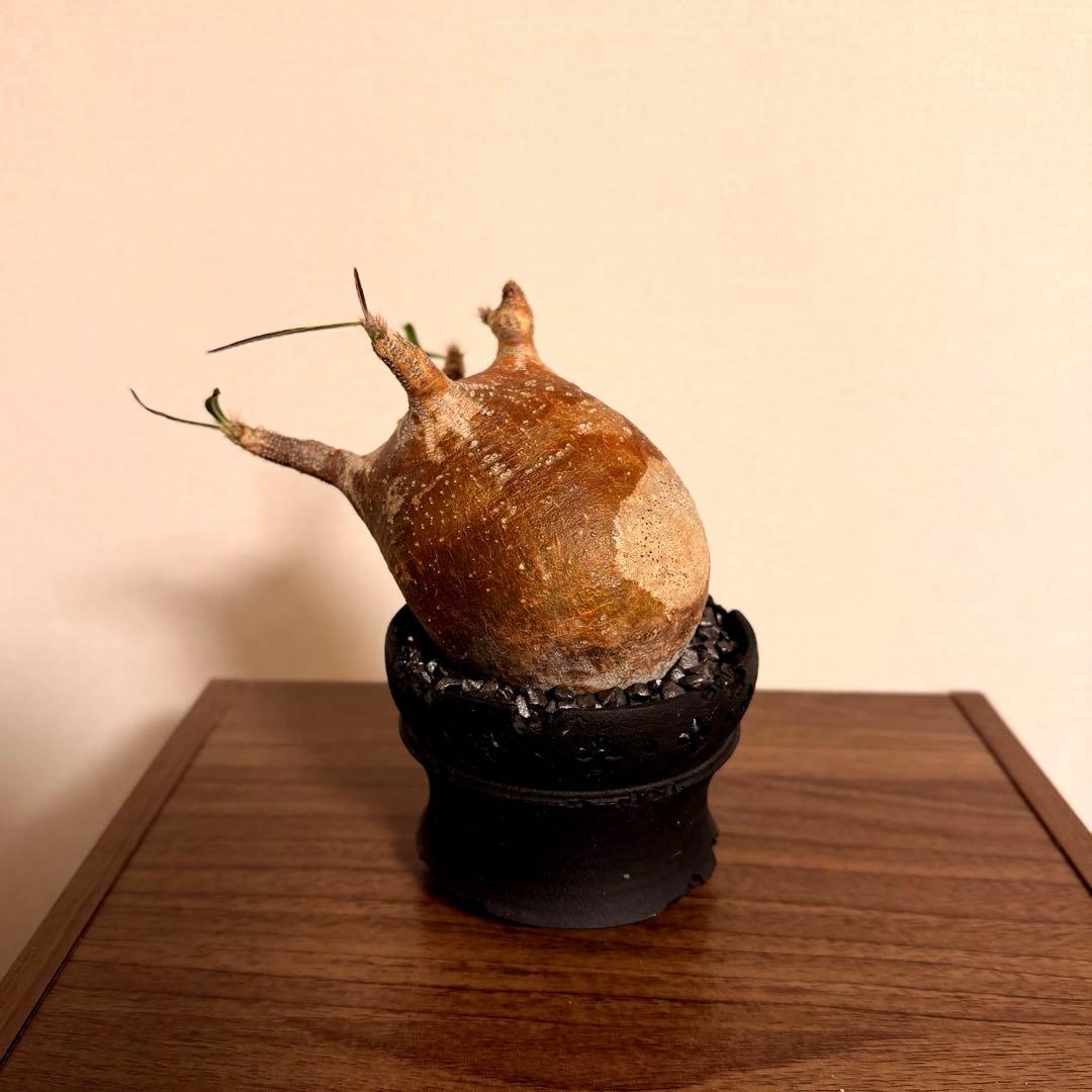 グラギリス　現地球(発根済)