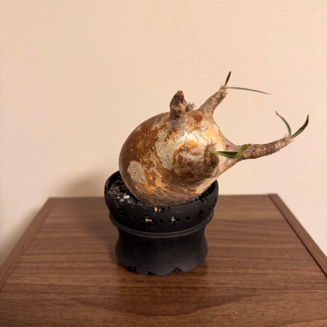 グラギリス　現地球(発根済)