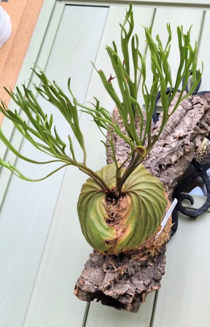 ビカクシダ☆リドレイ ナノ☆P. ridleyi 'Nano'☆胞子培養