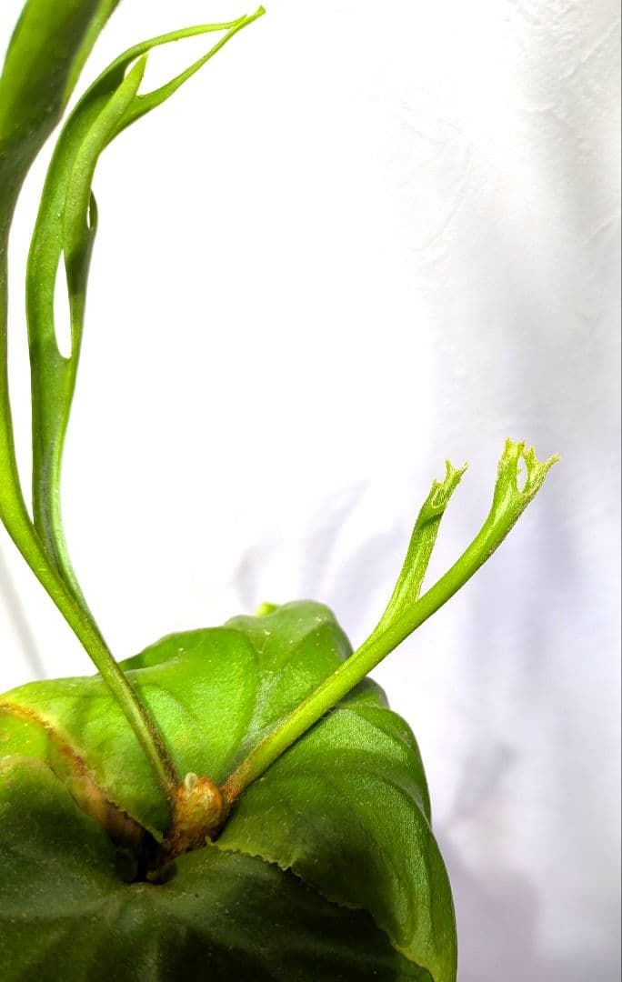 ビカクシダ☆リドレイ ナノ☆P. ridleyi 'Nano'☆胞子培養