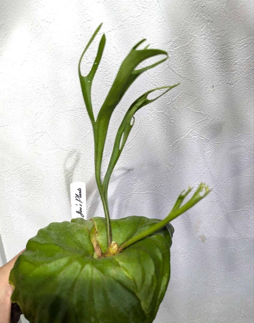 ビカクシダ☆リドレイ ナノ☆P. ridleyi 'Nano'☆胞子培養