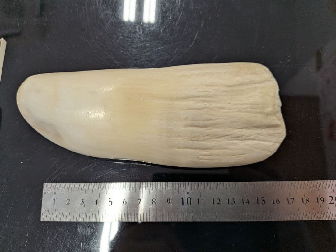 マッコウ鯨歯　本物磨き済み！出ました500グラムアップ