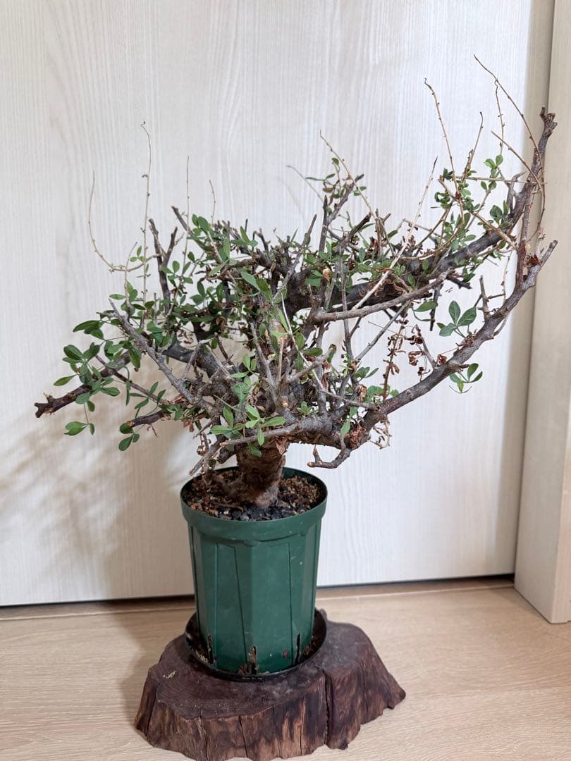 現地株 コミフォラ・ピンネイトリーブス？