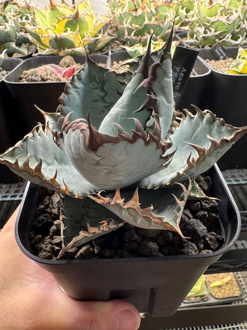 ビースト(写真株販売)アガベ チタノタ