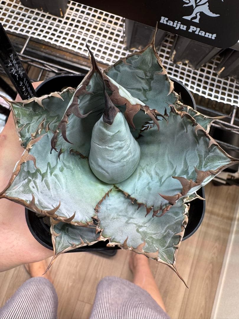 ビースト(写真株販売)アガベ チタノタ