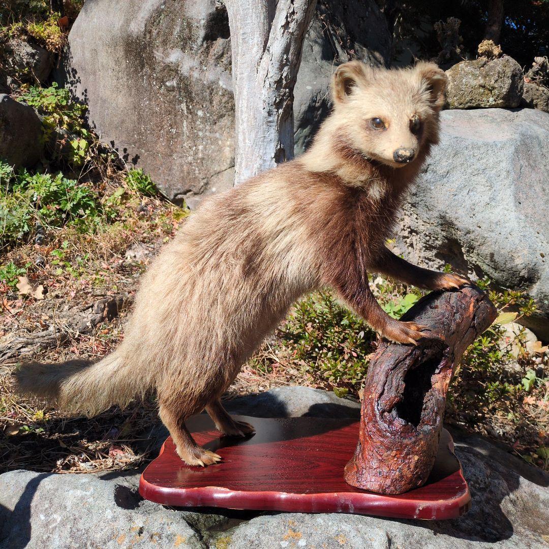 タヌキの剥製 木製台座付き
