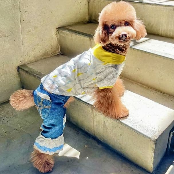 新品タグ付き　レース☆デニムPT 　asknowasdewan　アズノウアズデワ