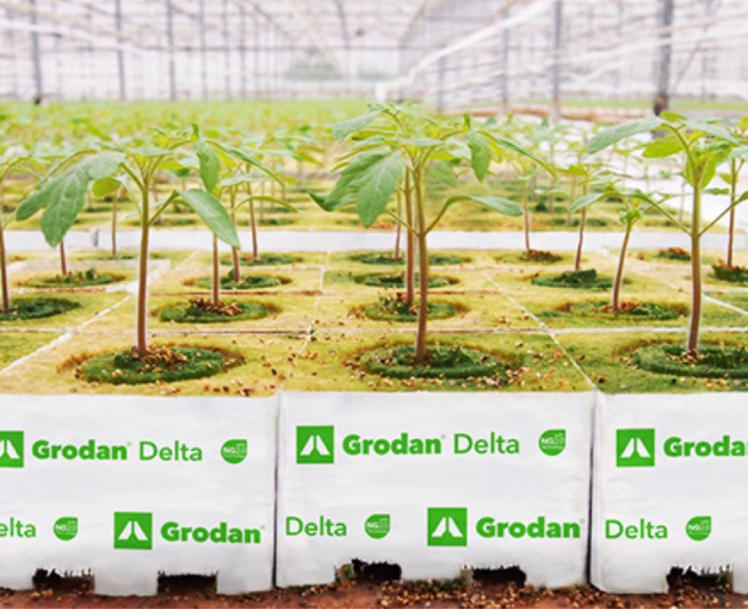 ロックウール　Grodan DM6.5(216個入)