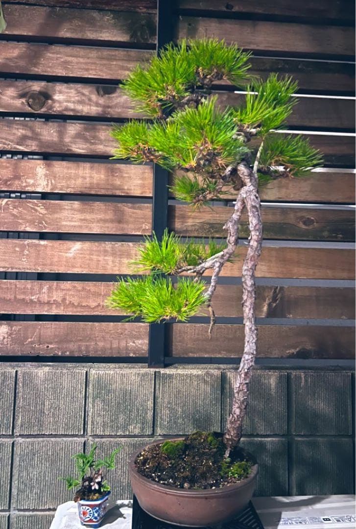 赤松 盆栽 文人木