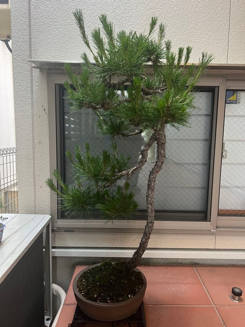 赤松 盆栽 文人木