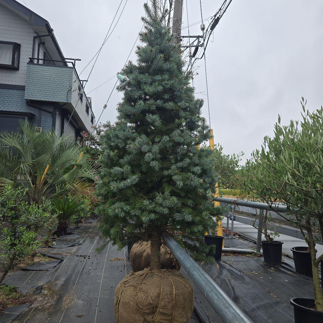 shirou34プンゲンス　トウヒ　スーパーブルー　特大苗木最高等級