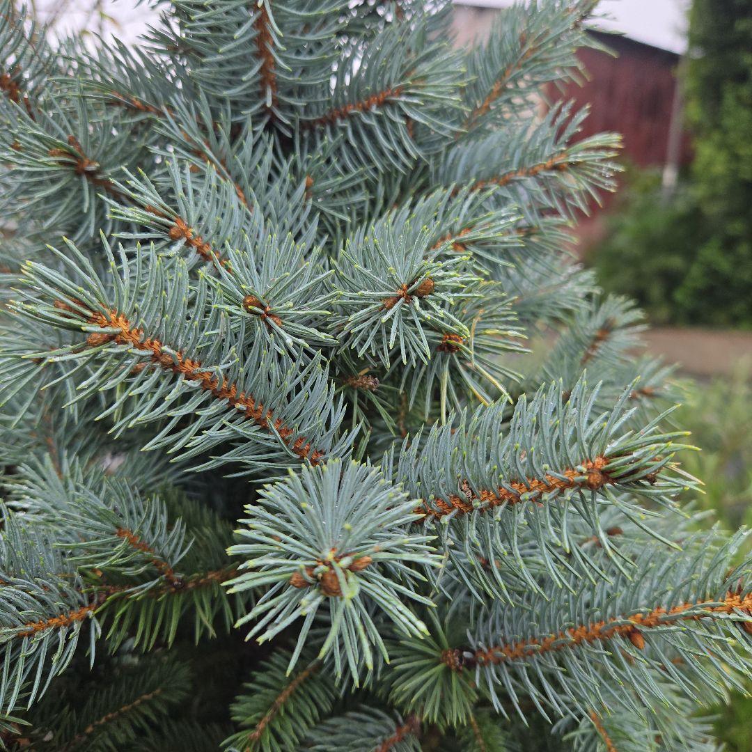 shirou34プンゲンス　トウヒ　スーパーブルー　特大苗木最高等級