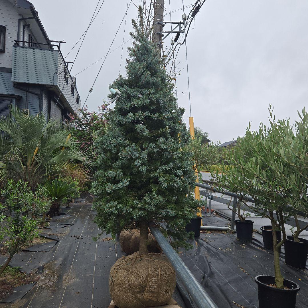 shirou34プンゲンス　トウヒ　スーパーブルー　特大苗木最高等級