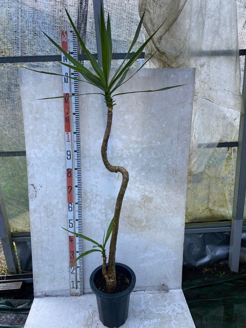 ユッカ　エレファンティペス　8号鉢