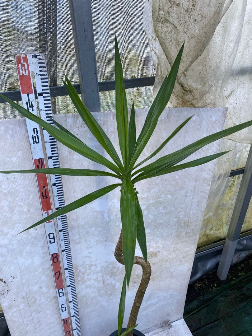 ユッカ　エレファンティペス　8号鉢