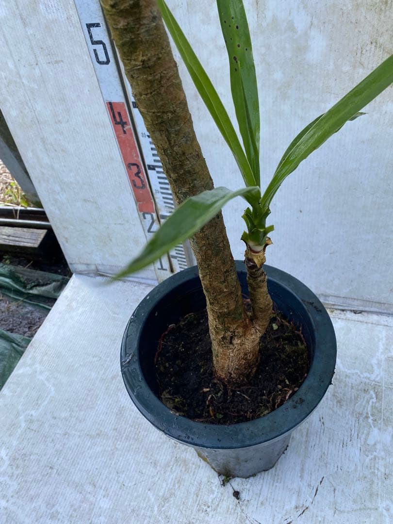 ユッカ　エレファンティペス　8号鉢