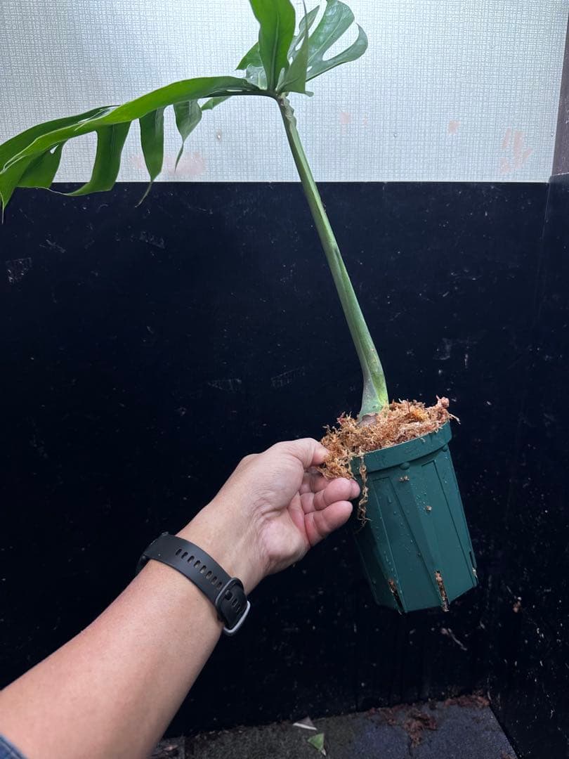 し*お様 モンステラデリシオーサマクロコズム超希少系統鉢植え58㎝