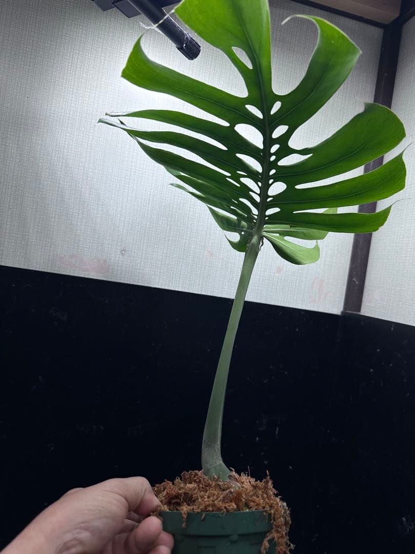 し*お様 モンステラデリシオーサマクロコズム超希少系統鉢植え58㎝