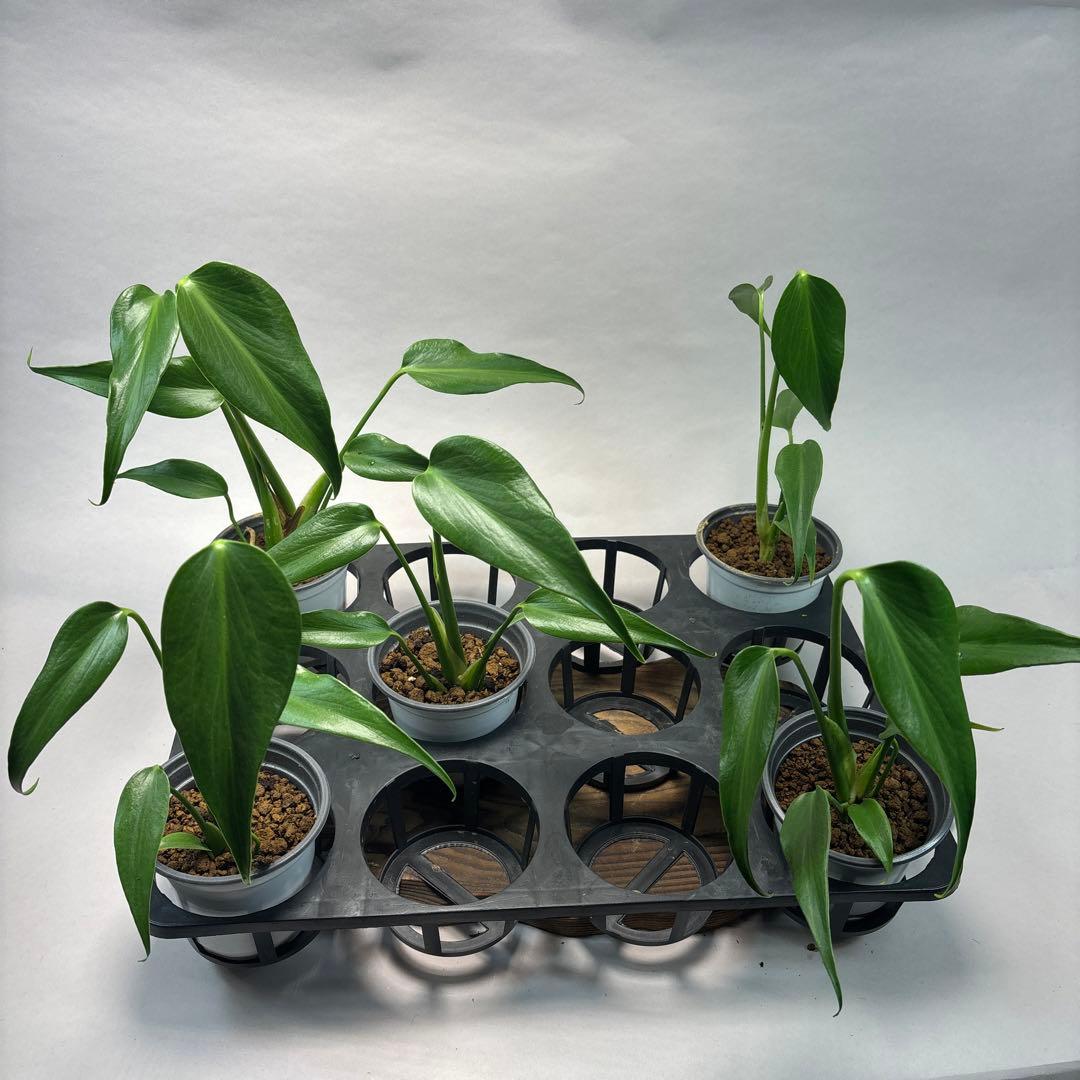 キ*ン様 5株セットMS06モンステラ バールマルクスフレーム