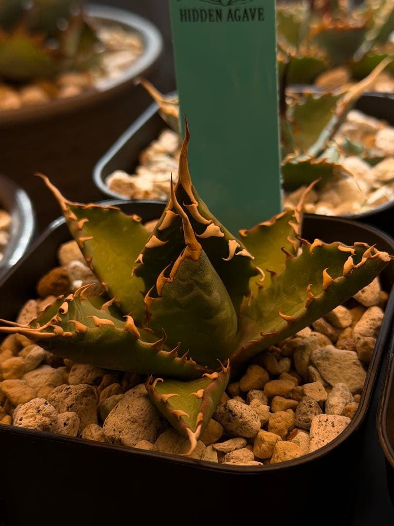 アガベ エボリスピナ× BB hybrid ハイブリッド【発根活着済】③